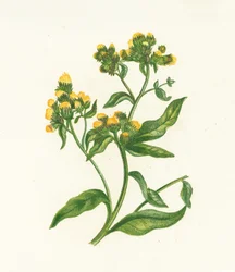 Alant, Inula Conyza